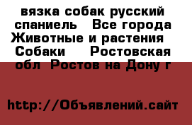 вязка собак русский спаниель - Все города Животные и растения » Собаки   . Ростовская обл.,Ростов-на-Дону г.